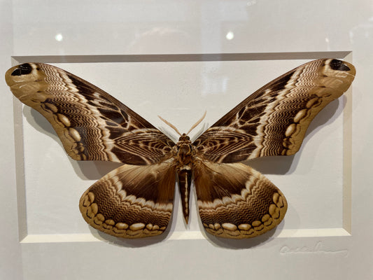 Dactylocera Moth
