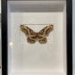 Dactylocera Moth