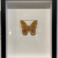 Framed Silk Moth