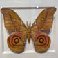 Framed Silk Moth